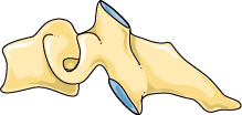 Facet Joint Pain