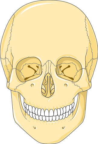 Occipital Neuralgia
