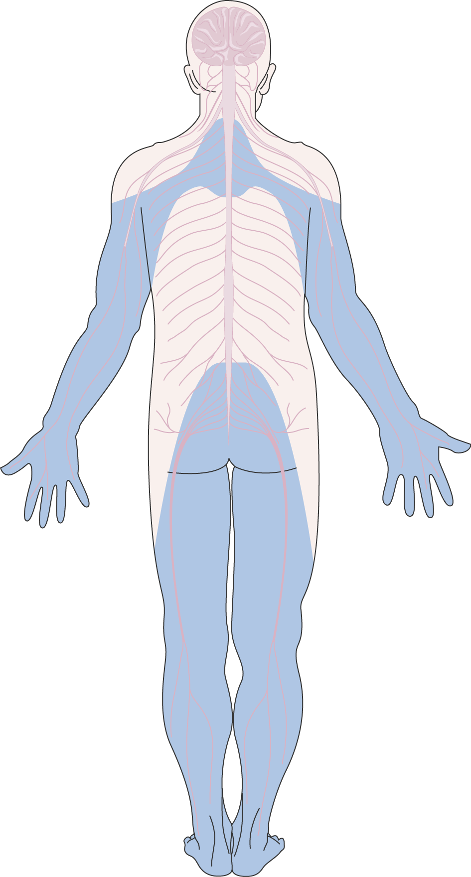 Post-Herpetic Neuralgia